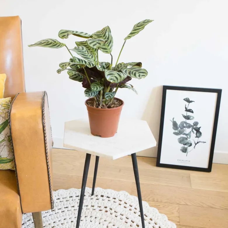 Calathea amabilis sans cache-pot