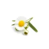 Camomille matricaire hydrolat bio 200ml