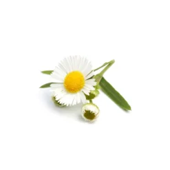 Camomille matricaire hydrolat bio 200ml