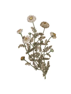 Camomille romaine bio fleur 20g