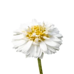 Camomille romaine - huile essentielle bio - 10ml garantie chromacert® - chémotyp