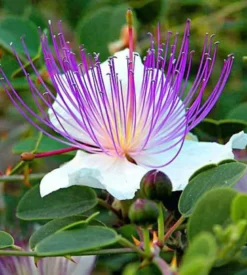 Capparis spinosacaprier 2 l 20-30 cm