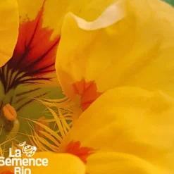 Capucine nasturtium bio