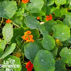 Capucine nasturtium bio
