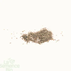 Carotte nantaise améliorée 5 bio