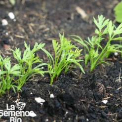 Carotte nantaise améliorée 5 bio