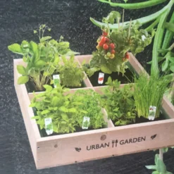 Carré de Potager en bois avec miniserres
