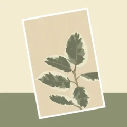 Carte ficus el tineke