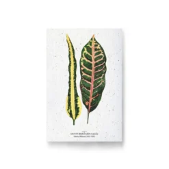 Carte à planter - croton