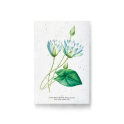 Carte à planter - lotus bleu