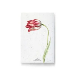 Carte à planter - tulipe