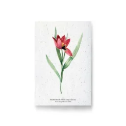 Carte à planter - tulipe œil de soleil
