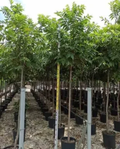 Carya noix de noix de pecan 15 l 140-160 cm