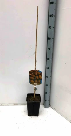 Carya noix de noix de pecan 15 l 140-160 cm