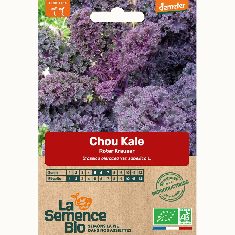 Chou kale roter krauser bio