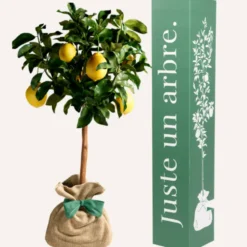Citronnier des 4 saisons - idée cadeau