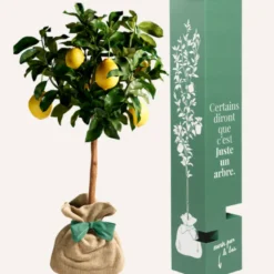 Citronnier des 4 saisons - idée cadeau