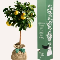 Citronnier des 4 saisons - idée cadeau