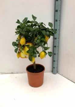 Citronnier 130 l peri tronc 20-25 total 175-200