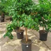 Citronnier 130 l peri tronc 30-40 total 175-200