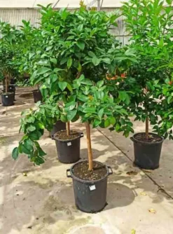 Citronnier 130 l peri tronc 30-40 total 175-200