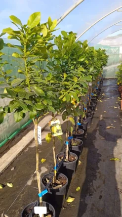 Citronnier var eureka 10 l 140-160 cm