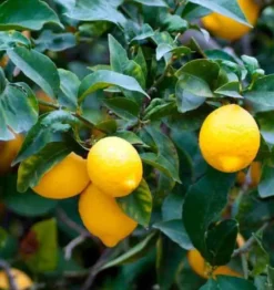 Citronnier var &nbsp;meyer&nbsp; 4 l 30-50 cm