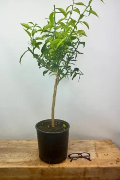 Citronnier yuzu' taille du pot - en pot de 5 litres