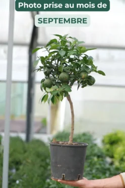 Citronnier yuzu' taille du pot - en pot de 5 litres