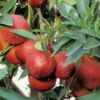 Citron rouge rossocitron rouge 4 l 30-50 cm