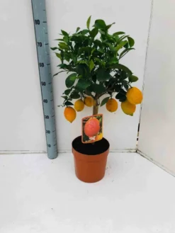 Citron rouge rossocitron rouge 4 l 30-50 cm