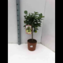 Citrus aurantifoliacitron vert 4 l 30-50 cm