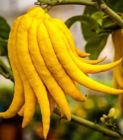 Citrus digitatamain de bouddha 4 l 30-50 cm