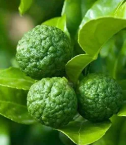 Citrus hystrix combava 4 l 30-50 cm
