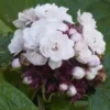 Clerodendrum fragrans 2 l 40-60 cm