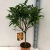 Clémentinier clemenules 9 l -100-150 cm