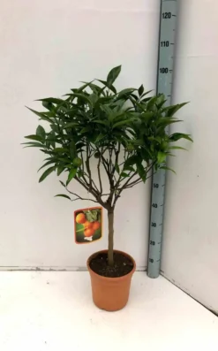 Clémentinier 25 l 160-180 cm