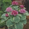 Clérodendron fétide - clerodendrum bungei 'pink diamond' - 30-40 cm pot