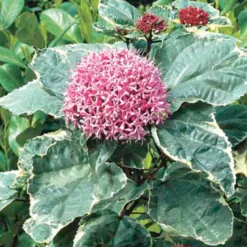 Clérodendron fétide - clerodendrum bungei 'pink diamond' - 30-40 cm pot
