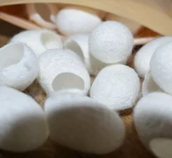 Cocons de soie