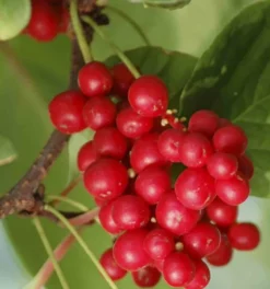Collection de 10 fruitiers rustiques
