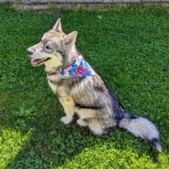 Collier-bandana pour chien lagon - m