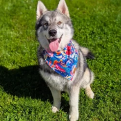 Collier-bandana pour chien lagon - m