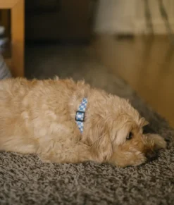 Collier pet recyclé l - bleu
