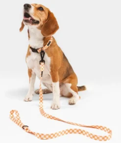 Collier pet recyclé s - orange