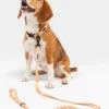 Collier pet recyclé xs - orange