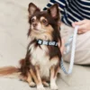 Collier pet recyclé xxs - bleu