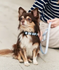 Collier pet recyclé xxs - bleu