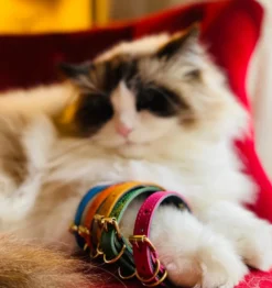 Collier pour chat lynx lynx by maurice en cuir grainé - taille 3 - vert