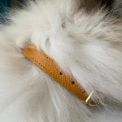 Collier pour chat lynx lynx by maurice en cuir grainé - taille 1 - jaune
